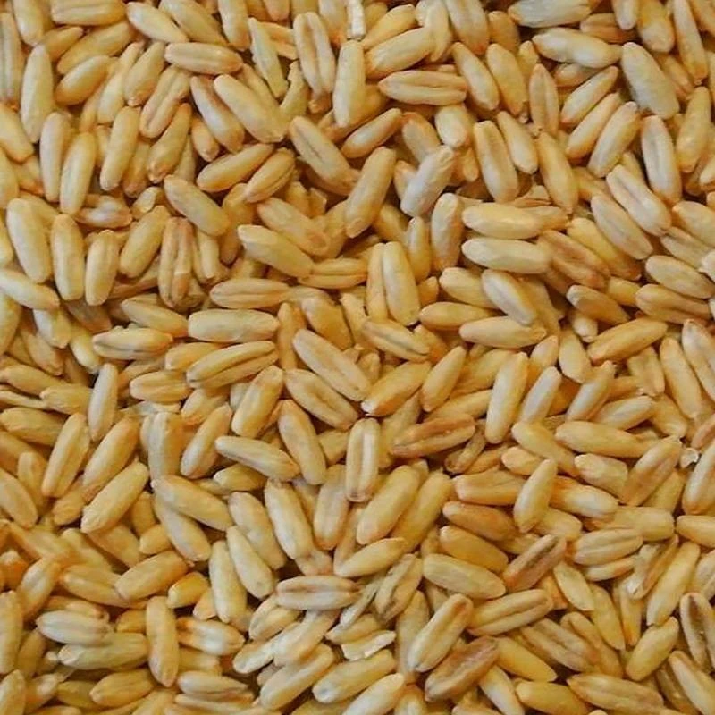 Avoine Pelée 25kg - Duvo 4 Avoine Pelée 25kg - Duvo – Image 2