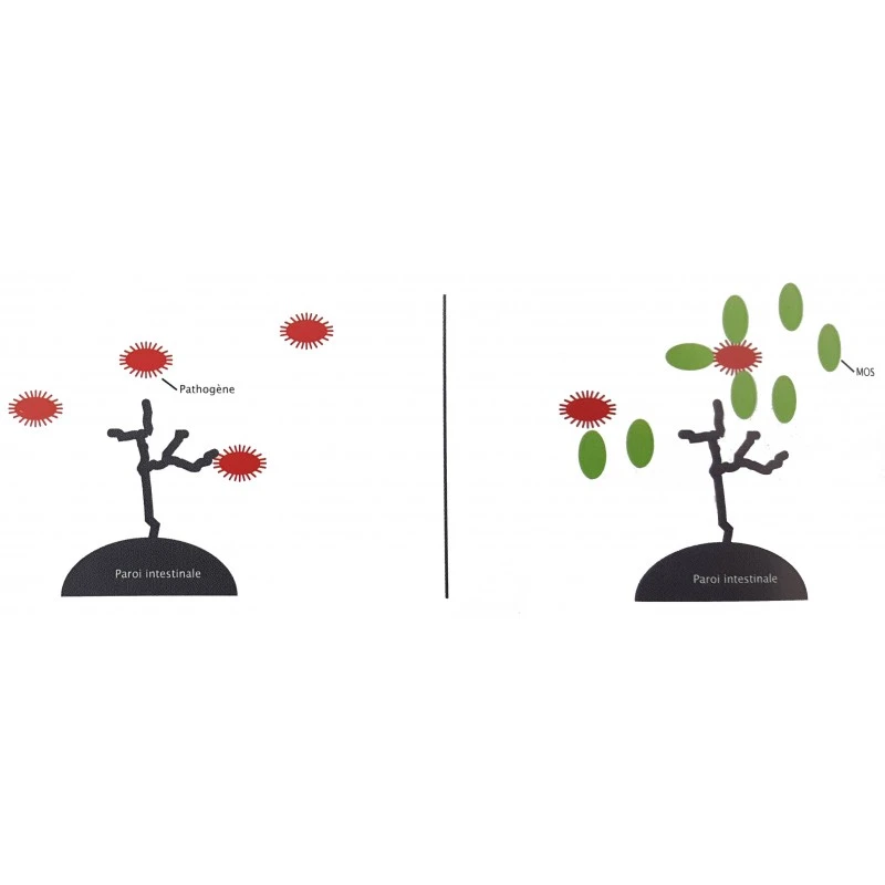 Flora+ 250gr - Deli Nature 4 Flora+ 250gr - Deli Nature – Image 2