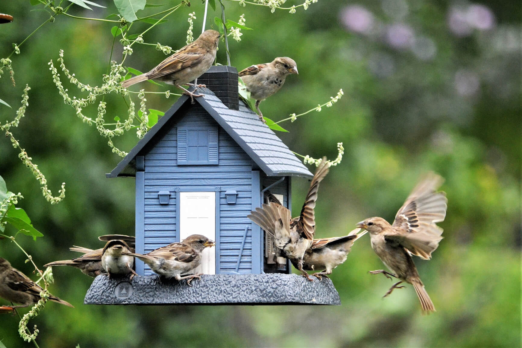 Deli Nature Soldes -Deli Nature Soldes Sparrows on Bird House